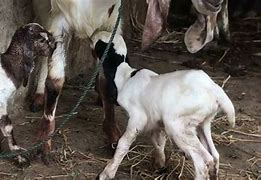 Kambing Melahirkan Kembar Belajar Bermain Bola Kaki